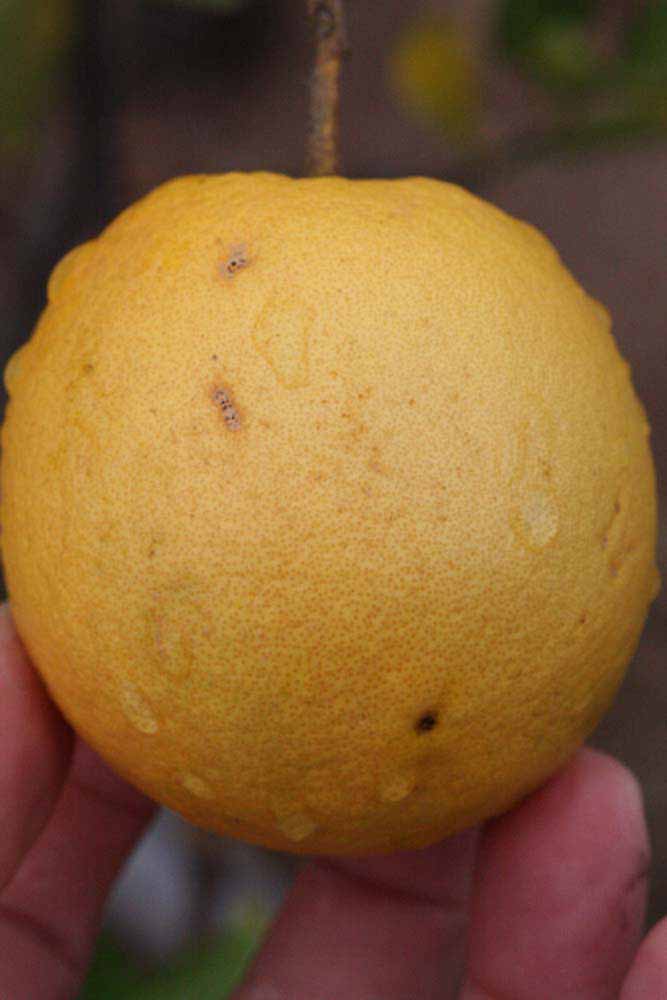            Fruit (Riverside, CA)   